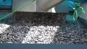 Аҧсны амшынӡқәа иахьрыҵаркуа аҧсыӡхкы акамшьиа акра иасакьаҳәымҭоуп