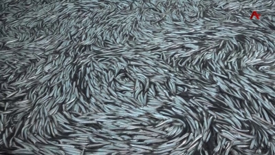 Зимне-весенняя путина в разгаре