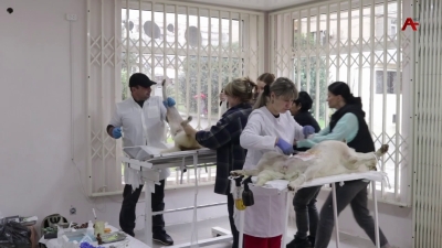 Акцию по стерилизации домашних и бездомных животных провели в Абхазии