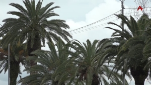 Ианаамҭоу апальмақәа хәышәтәымзар , урҭ шьаҭанкыла ахҵәара рықәшәар алшоит