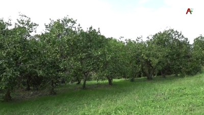 В цитрусовом совхозе «София» в этом году ожидают более 600 тонн урожая мандаринов