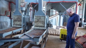 Предприятия по переработке ореха-фундука в Ткуарчалском и Галском районах испытывают нехватку сырья