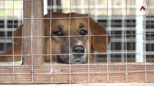 Акция по бесплатной стерилизации собак и кошек прошла в селе Дзыгута Сухумского района
