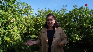 35 нызқь тонн аманадарин аалыҵ иазыҧшуп иахьатәи аамҭазы