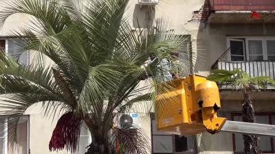 В Гудауте идут работы по благоустройству города, а также лечение пальм