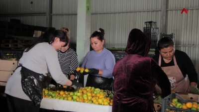 ЗҲӘА «Абхазская долина» ауааҧсыра рҟынтә афеихоаеи амандаринеи рыдкылара иалагеит