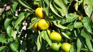 Абхазия нарастила экспорт мандаринов: объемы поставок в Россию превысили 2 тысячи тонн