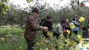 Амимоза иаамҭоуп